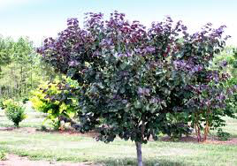 Cercis canadensis &#39;Black Pearl&#39; #15