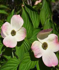 dogwood Cornus kousa x florida &#39;Rutgers’ 7 gal