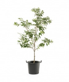 dogwood Cornus kousa x florida &#39;Rutgers’ 7 gal