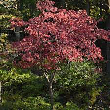 dogwood Cornus florida &#39;Cherokee Brave&#39; 7 gal