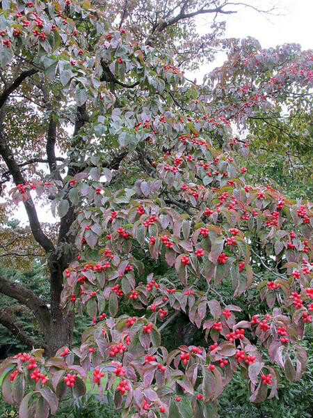 dogwood Cornus florida &#39;Cherokee Brave&#39; 7 gal
