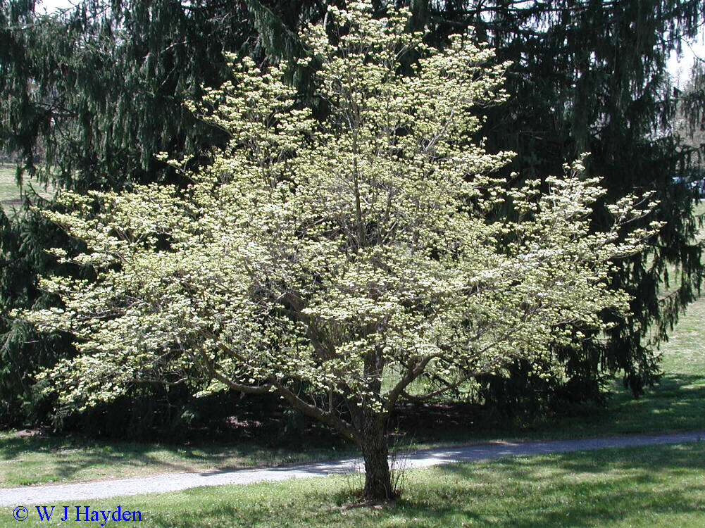 dogwood Cornus florida &#39;Cloud Nine&#39; 7 gal