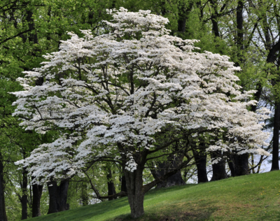 dogwood Cornus florida &#39;Cloud Nine&#39; 7 gal