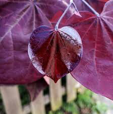 Cercis canadensis &#39;Black Pearl&#39; #15