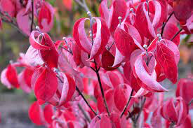dogwood Cornus florida &#39;Cherokee Brave&#39; 7 gal