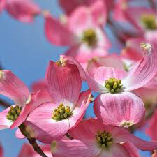 dogwood Cornus florida &#39;Cherokee Brave&#39; 7 gal