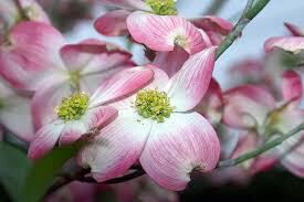 dogwood Cornus florida &#39;Cherokee Brave&#39; 7 gal