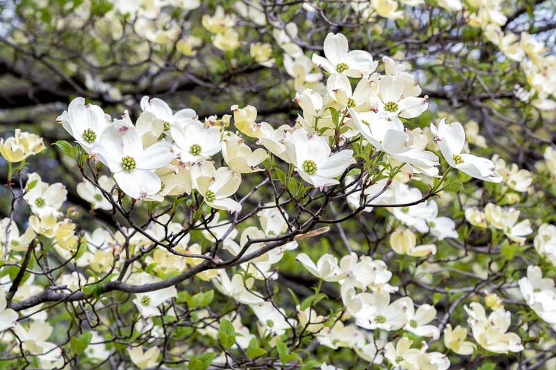 dogwood Cornus florida &#39;Cloud Nine&#39; 7 gal