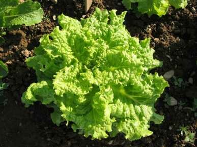 Lettuce Green Black Seeded Simpson Organic 6-Pack