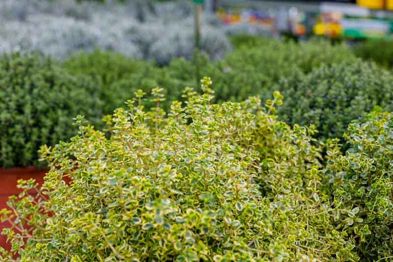 Thyme Golden Lemon Organic
