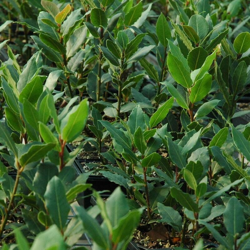 Laurus Nobilis Bay Laurel Organic
