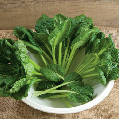 Greens Tatsoi Asian Organic 6-Paack