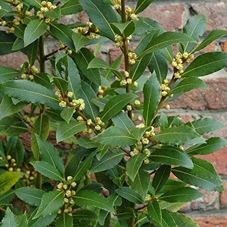 Laurus Nobilis Bay Laurel Organic