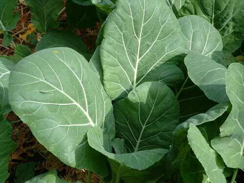 Greens Champion Collards Organic 6-Pack