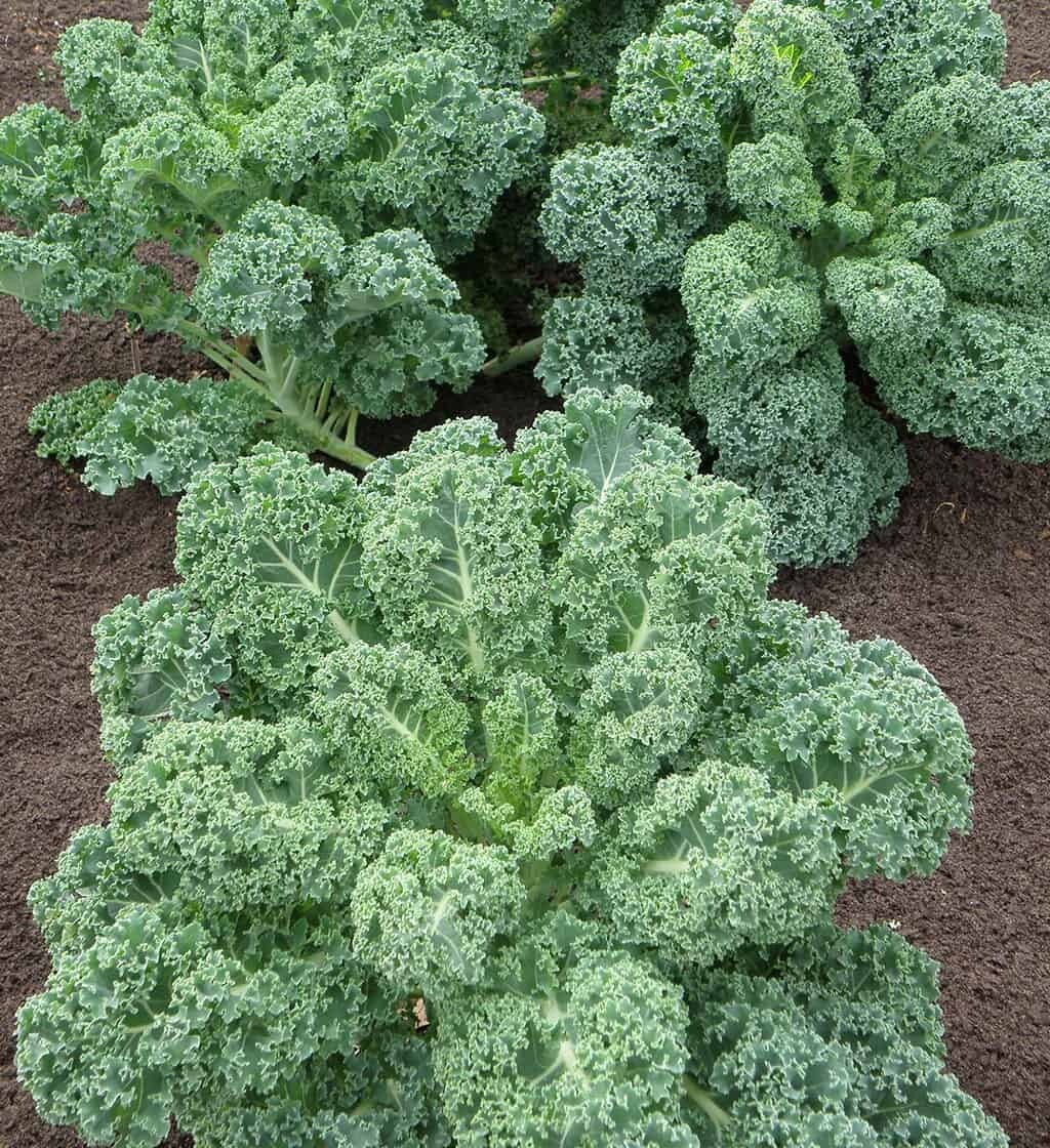 Kale Ripbor Organic 6-Pack