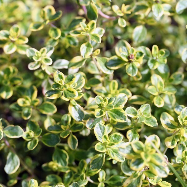 Thyme Golden Lemon Organic