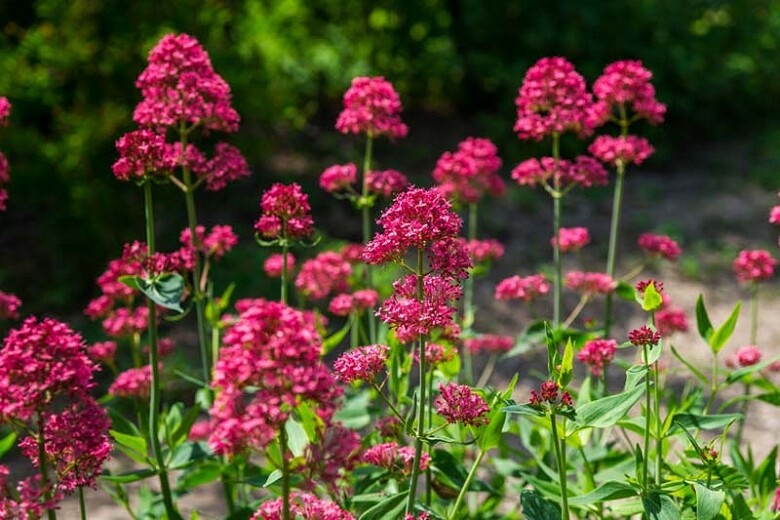 Red Valerian Organic