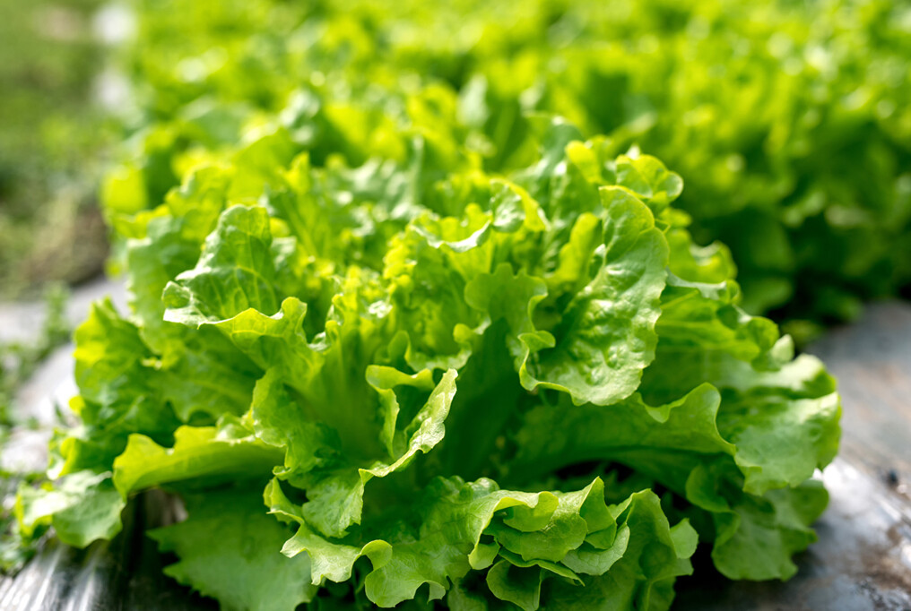 Lettuce Green Black Seeded Simpson Organic 6-Pack