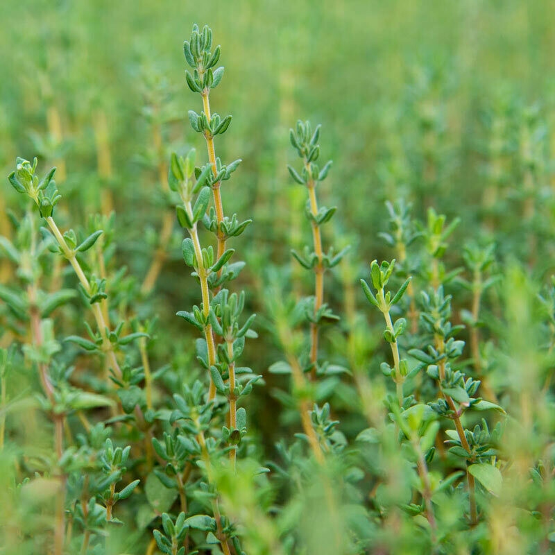 Thyme English Organic