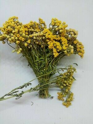 Tansy Organic
