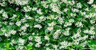 Jasmine Organic