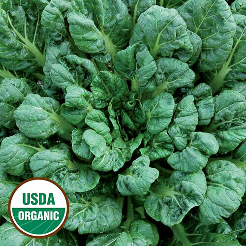 Greens Tatsoi Asian Organic 6-Paack