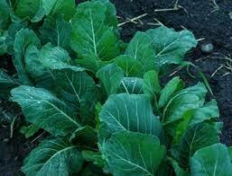 Greens Champion Collards Organic 6-Pack