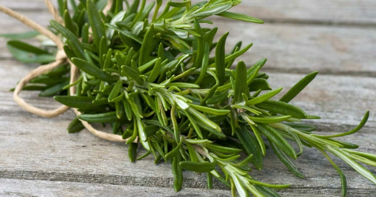 Rosemary Organic