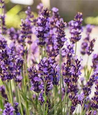 Lavender 'Forever Blue' Organic