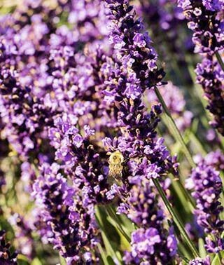Lavender &#39;Forever Blue&#39; Organic