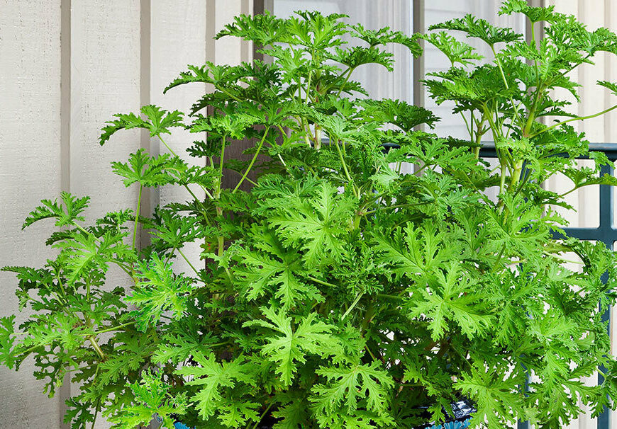 Scented Geranium &#39;Citrosa&#39; Mosquito Plant Organic