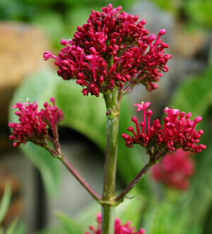 Red Valerian Organic