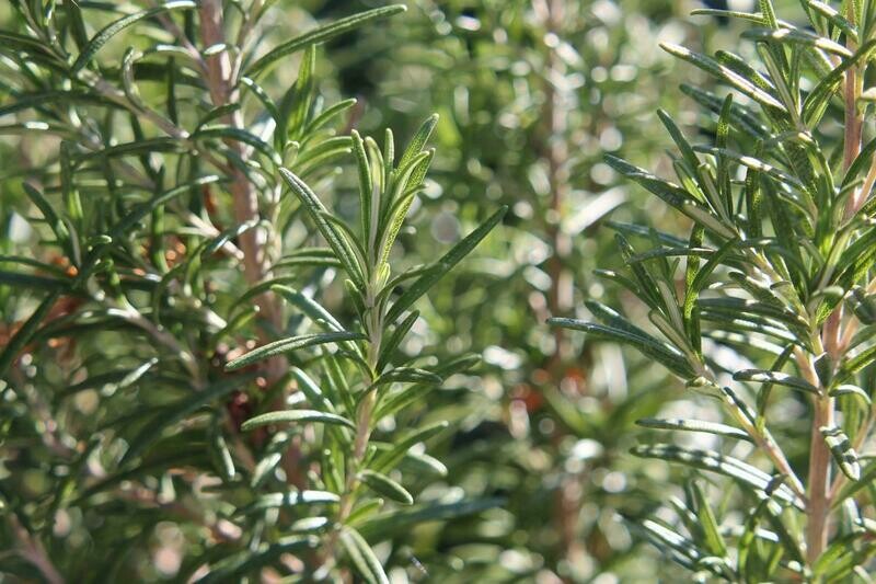 Rosemary Organic