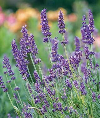 Lavender &#39;Forever Blue&#39; Organic