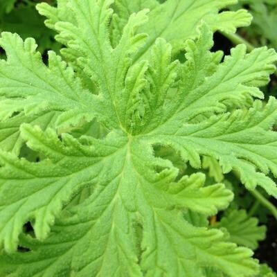 Scented Geranium &#39;Citrosa&#39; Mosquito Plant Organic