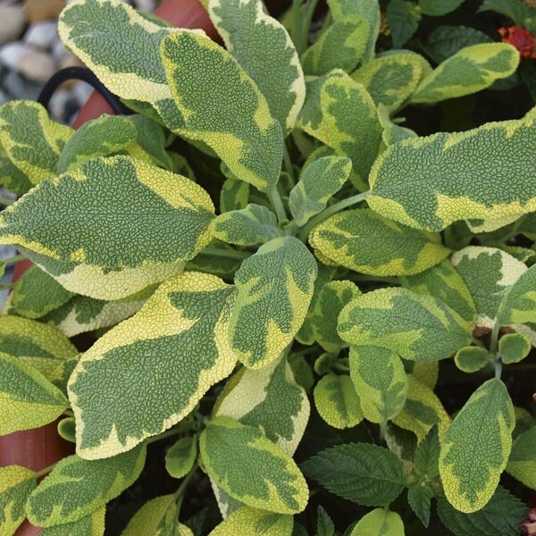 Sage Golden Organic