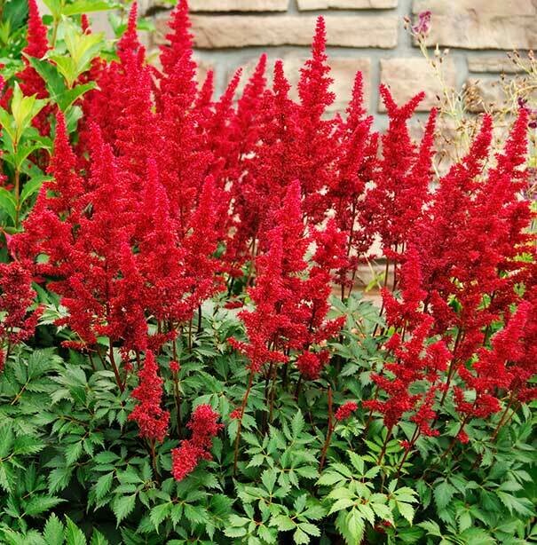 Astilbe Arendsii &#39;Fanal&#39; 2 Gal.