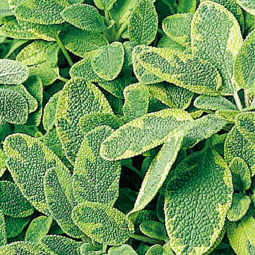 Sage Golden Organic