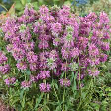 Bee Balm Lemon Organic