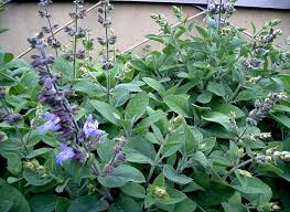 Sage Berggarten Organic