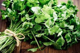 Coriander Cilantro Organic