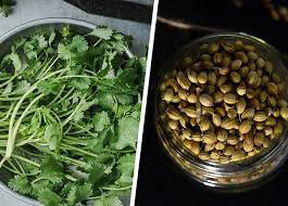 Coriander Cilantro Organic