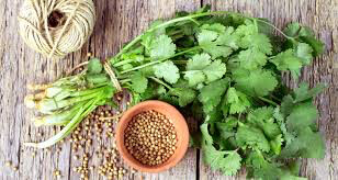 Coriander Cilantro Organic