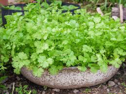Coriander Cilantro Organic