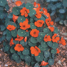 Nasturtium Empress of India Organic