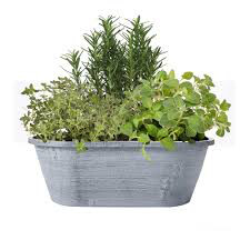 Rosemary BBQ Organic