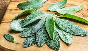 Sage Berggarten Organic