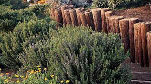 Rosemary Sal's Choice Organic