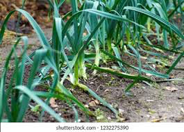 Leek Organic
