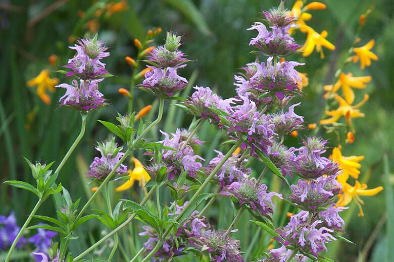 Bee Balm Lemon Organic